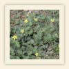 Tribulus terrestris